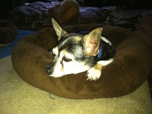 Lily, the chihuahua, rests in her bed.