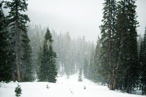 New mercies - snowy forest path